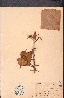 酒餅簕藏品圖，第1張