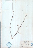 飛龍掌血藏品圖，第1張