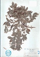 狗花椒、簕欓花椒藏品圖，第1張