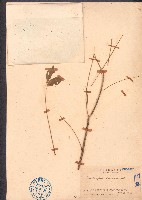 狗花椒、簕欓花椒藏品圖，第1張