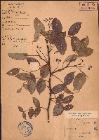 雙面刺藏品圖，第1張