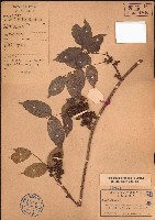 異葉花椒藏品圖，第1張