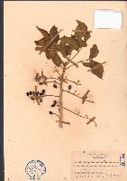 鴉膽子藏品圖，第1張