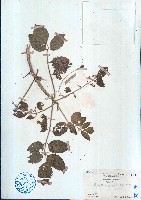 鴉膽子藏品圖，第1張