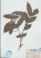 穗花樹蘭、山楝藏品圖，第1張