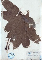 穗花樹蘭藏品圖，第1張