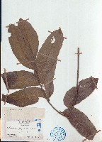 穗花樹蘭、山楝藏品圖，第1張