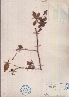 牛筋果藏品圖，第1張