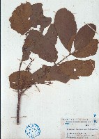 紅果椌木藏品圖，第1張