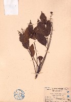 鷓鴣花、小果鷓鴣花藏品圖，第1張