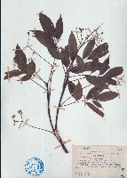 鷓鴣花、小果鷓鴣花藏品圖，第1張