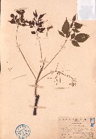 楝藏品圖，第1張