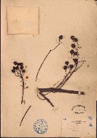 楝藏品圖，第1張