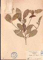 喜光花藏品圖，第1張