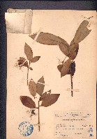 喜光花藏品圖，第1張