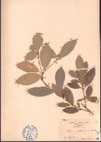 喜光花藏品圖，第1張