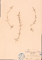 齒果草、椭圓葉齒果草藏品圖，第1張