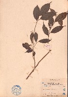 山地五月茶藏品圖，第1張
