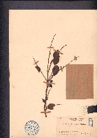 黑面神、鍋蓋木藏品圖，第1張