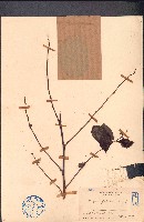 黑面神、鍋蓋木藏品圖，第1張