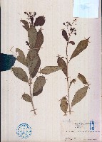 留萼木藏品圖，第1張