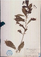 留萼木藏品圖，第1張