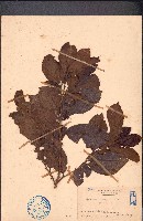 銀柴、大沙葉藏品圖，第1張