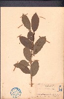 銀柴、大沙葉藏品圖，第1張