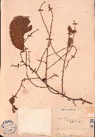 土蜜藤藏品圖，第1張