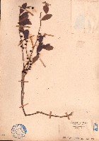 刺杜密藏品圖，第1張