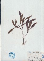 海南白桐樹藏品圖，第1張