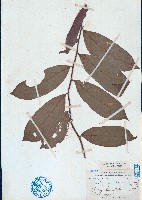 海南毒鼠子藏品圖，第1張