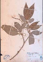 光葉巴豆藏品圖，第1張