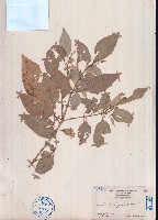 光葉巴豆藏品圖，第1張