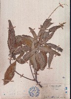 光葉巴豆藏品圖，第1張