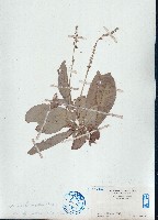 光葉巴豆藏品圖，第1張