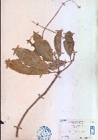 光葉巴豆藏品圖，第1張