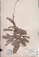 光葉巴豆藏品圖，第1張