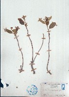 雞骨香藏品圖，第1張