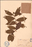 海南毒鼠子藏品圖，第1張