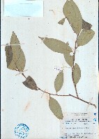 瓊中核果木藏品圖，第1張