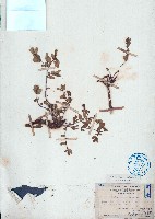 濱大戟藏品圖，第1張