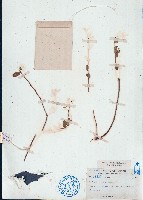 濱大戟藏品圖，第1張