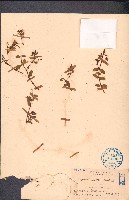 濱大戟藏品圖，第1張