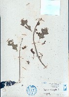 白苞猩猩草藏品圖，第1張