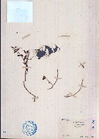 飛揚草藏品圖，第1張