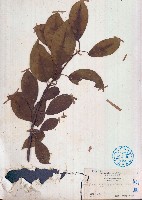 土沉香藏品圖，第1張