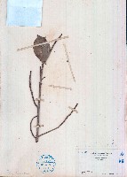 土沉香藏品圖，第1張