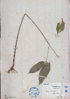 巴西橡膠樹藏品圖，第1張