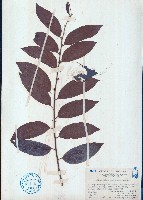 紅算盤子藏品圖，第1張